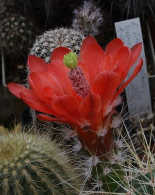 K800_IMG_1184.JPG