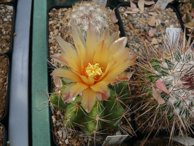 205 P1060784 Thelocactus leucacanthus.jpg