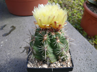 204 P1050759 Thelocactus leucacanthus.jpg