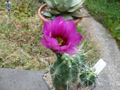 222 P1060842 Echinocereus enneacanthus.jpg