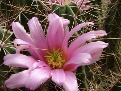 e.enneacanthus brevispinus.JPG