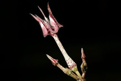 Ceropegia nilotica x stapeliiformis (FH07,016) 003.JPG