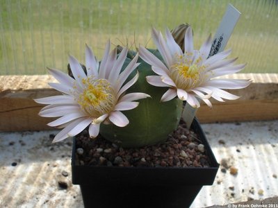 Echinocereus knippelianus 1110_klein_klein.jpg