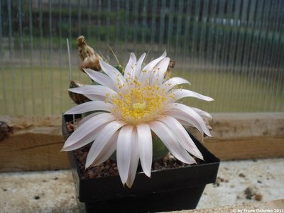 Echinocereus knippelianus 1113_klein_klein.jpg