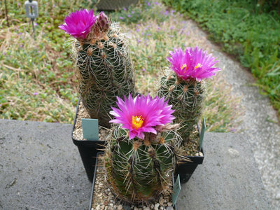 224 P1060871 Thelocactus leucacanthus ssp. schmollii.jpg