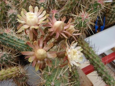 K640_Peniocereus oaxacensis 1.JPG