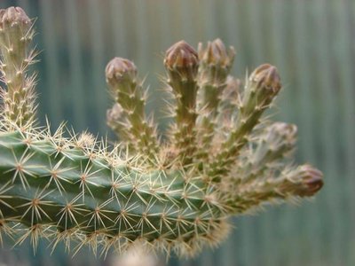 K640_Peniocereus oaxacensis 7.JPG