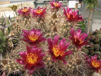 Pt.australis fischeri rote Blüte.jpg