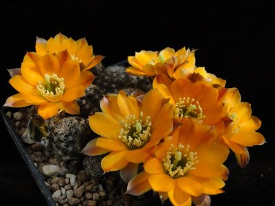 Rebutia pygmaea v. diersiana R631 2011 Mai13-2.jpg