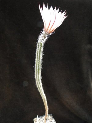 Echinocereus poselgeri 2011 Mai19-4.jpg