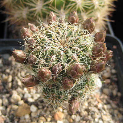 Sulcorebutia azurduyensis VZ272