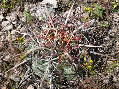 247 P1020085 Thelocactus heterochromus.jpg