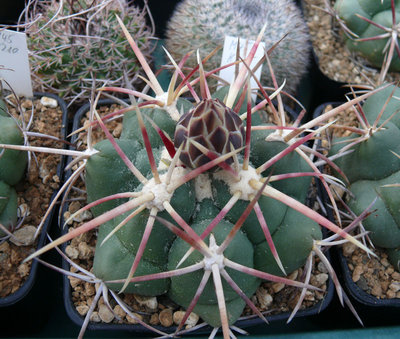 246 P1060939 Thelocactus heterochromus.jpg