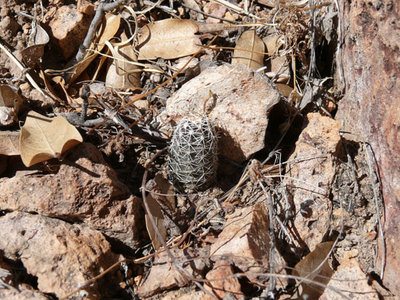 257 P1040643 Echinocereus palmeri Cumbres.jpg