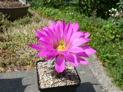 255 P1060947 Echinocereus palmeri Cumbres de Majalca, Chih..jpg