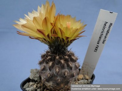 Eriosyce heinrichiana FK81 II 2010 06 13 021_klein.jpg
