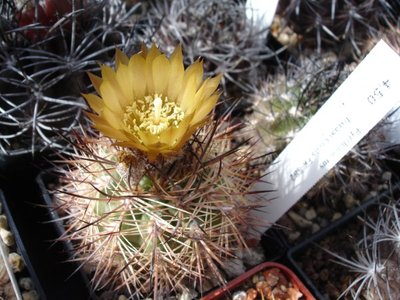 Eriosyce strausiana v. pachacoensis FK582  29.8.08 Blüte.jpg