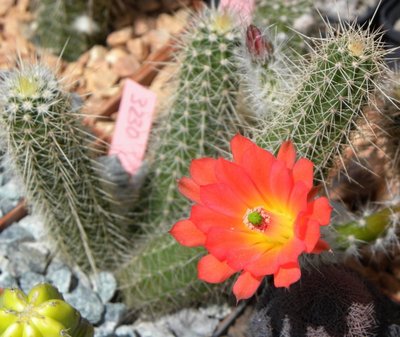 Echinocereus sanpedroensis  UR 34