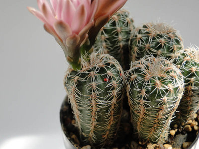 Krankheit Raubmilben Gymnocalycium bruchii 2011 Mai28-4.jpg