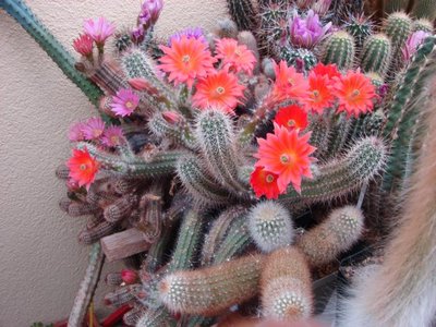 E.sanpetroensis von San Petro
