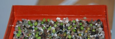 Sämlinge von Thelocactus bicolor