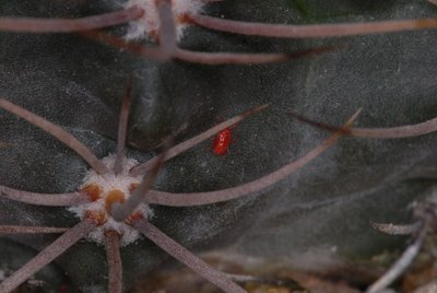 Krankheit rote Raubmilbe G. neuhuberi 2011 Mai29 (600 x 402).jpg