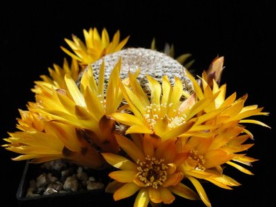 Sulcorebutia arenacea 2011 Mai30-5 (600 x 450).jpg