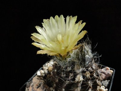 Eriosyce taltalensis ssp. paucicostata WK730 (Py. neohankeanus v. flaviflorus) 2011 Mai25-2.jpg