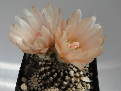 Eriosyce krausii 2011 Mai28-2.jpg