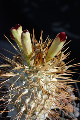 Pachypodium namaquanam 01.JPG