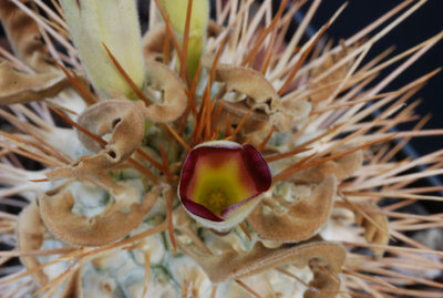 Pachypodium namaquanam 03.JPG