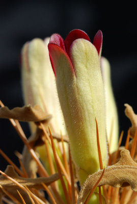 Pachypodium namaquanam 08.JPG