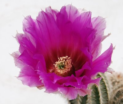 Blüte