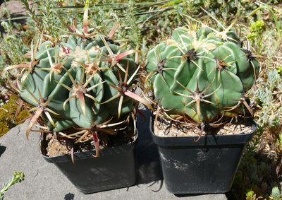 286 P1070008 Ferocactus latispinus ssp. spiralis.jpg