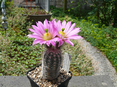 297 P1070022 Echinocereus metornii.jpg