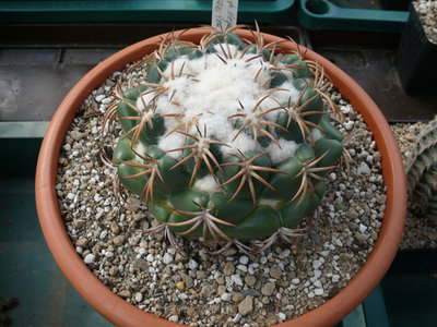 316 P1070047 Coryphantha bumamma.jpg