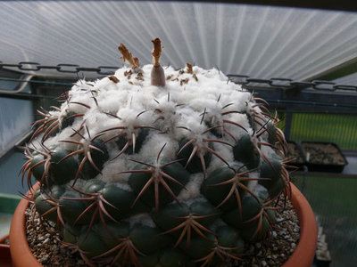 315 P1070046 Coryphantha bumamma.jpg