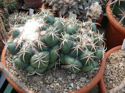 314 P1070045 Coryphantha bumamma.jpg