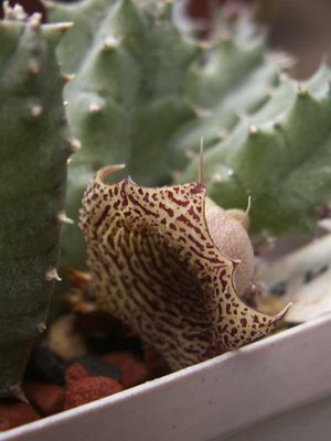 huernia-4758.jpg