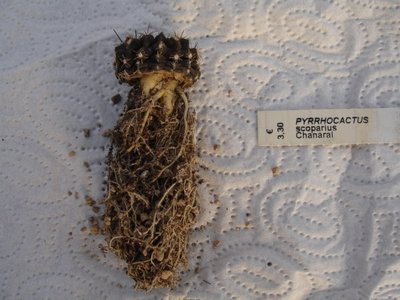 Eriosyce taltalensis v. pygmaea (Py. scoparius 4), Chanaral 2010 April 10 (600 x 450).jpg
