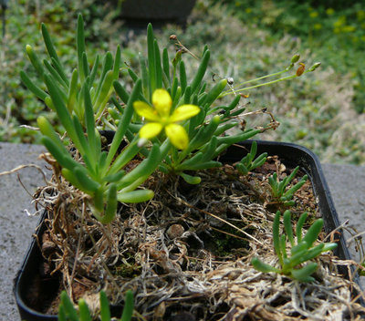 318 P1070054 Unbekannte Sukkulente 2.jpg