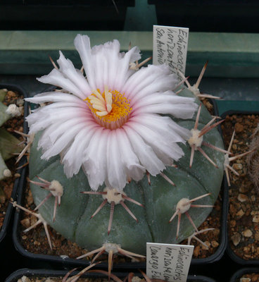 319 P1070064 Echinocactus horizonthalonius.jpg