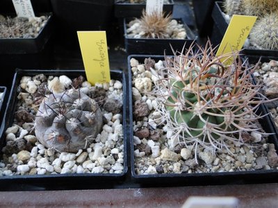 Eriosyce bulbocalyx 2x 2011 Januar27 032.jpg
