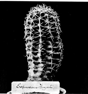 Bild aus der Erstbeschreibung von 1897 in der Kakteenkunde