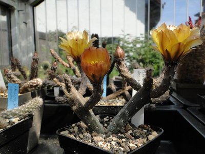 Pterocactus tuberosus 2011 Juno13.jpg