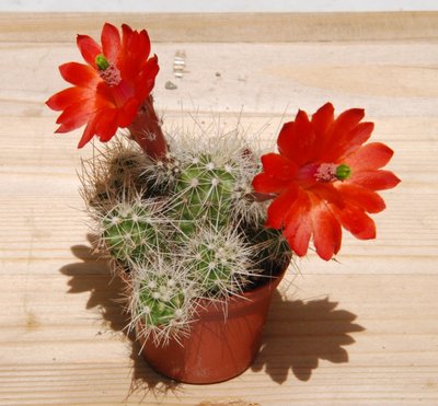 E.klapperi