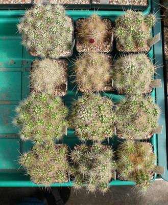 328 P1070090 Echinocereus klapperi.jpg