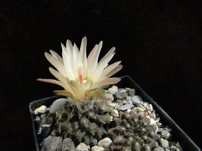 Eriosyce taltalensis ssp. pilispina, Barquito 2011 Juno01-1.jpg