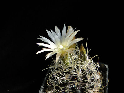 Eriosyce taltalensis ssp. pilispina FK772  2011 Juno11-2.jpg