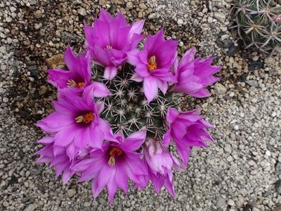 Mammillaria 3.JPG